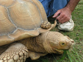 Buy An African Spurred Tortoise Riparian Farms Captive Bred Tortoise And Turtles,Wallaby Pet Price