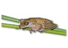 This is a Tree Frog.