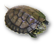 This is an Asian Turtle.