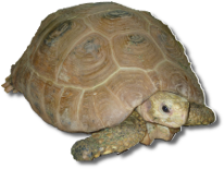 This is an Elongated Tortoise.