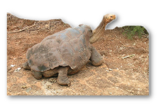 This is a Galapagos Tortoise.