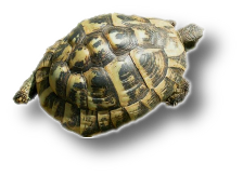 This is a Hermann's Tortoise.