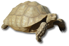This is an Ivory African Spurred Tortoise.