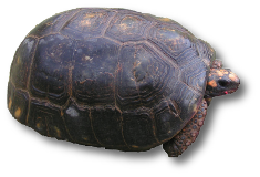 This is a Red-Foot Tortoise.
