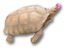 This is an African Spurred Tortoise.